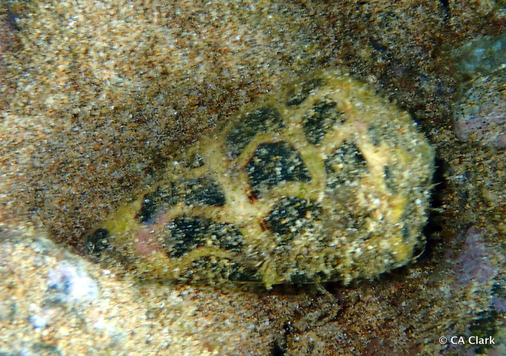 Blackandwhite Cone Snail from Kihei, Maui, Hawai'i, USA on December 9