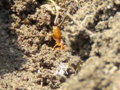 Lasius flavus