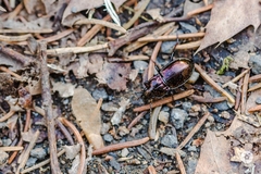 Pterostichus burmeisteri