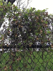 Aristolochia californica