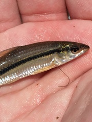 Darter Characine photo 1