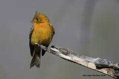 Northern Tufted Flycatcher photo 4