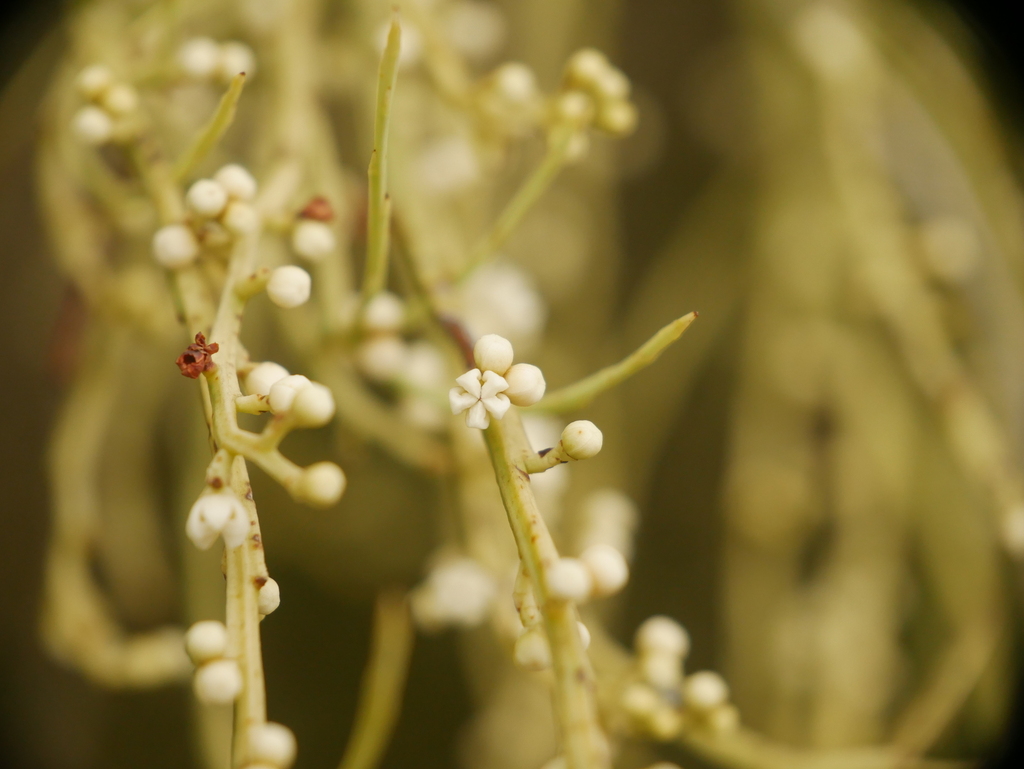 Berry broombush