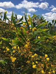 Phyllodineae
