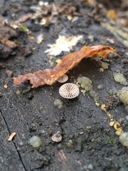 Resupinatus applicatus