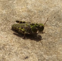 Pardalophora phoenicoptera