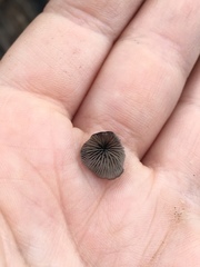 Resupinatus applicatus