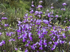 Collinsia concolor