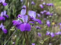 Collinsia concolor