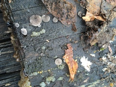 Resupinatus applicatus