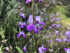 Collinsia concolor