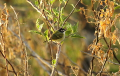 Vireo atricapilla