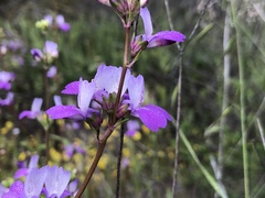 Collinsia concolor
