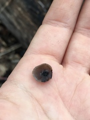 Resupinatus applicatus