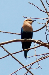 Coracias cyanogaster