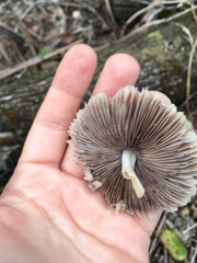 Candolleomyces candolleanus