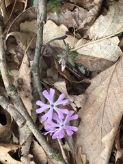 Phlox bifida
