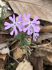 Phlox bifida