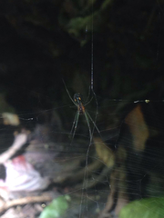 Leucauge argyra