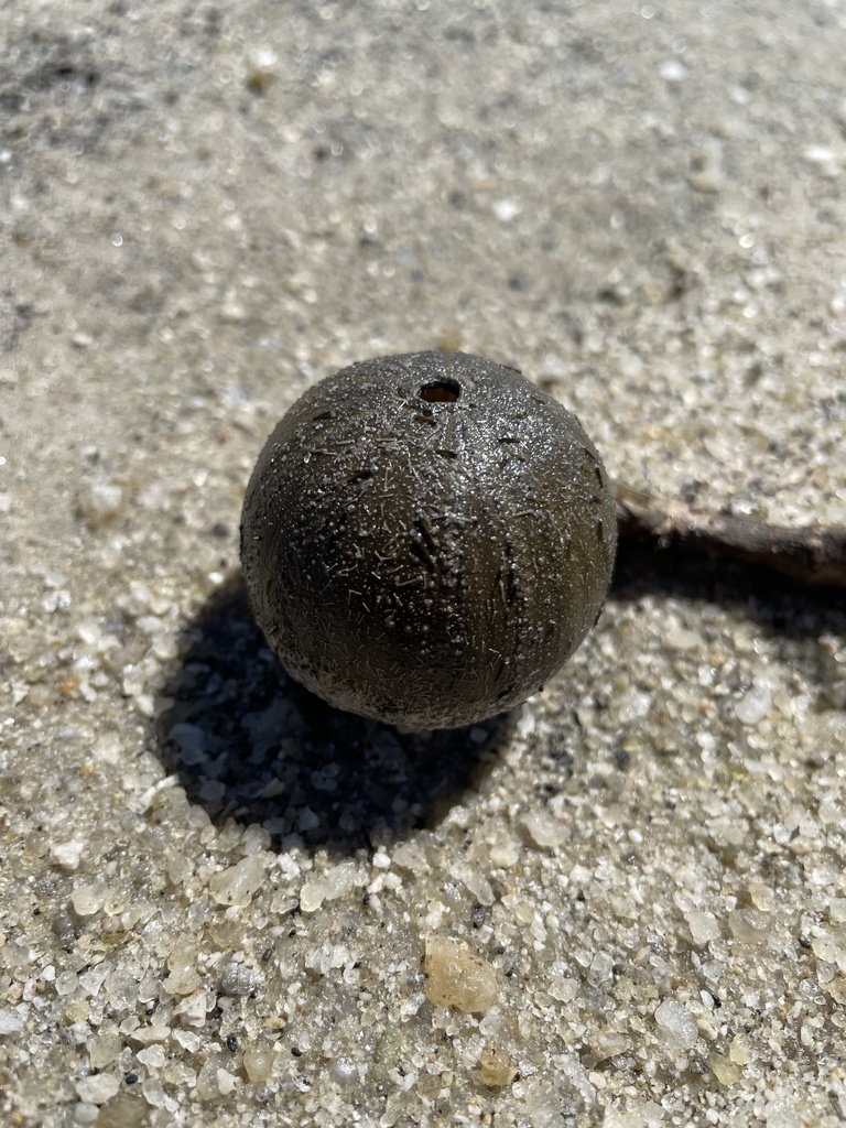 Ovoid sea urchin