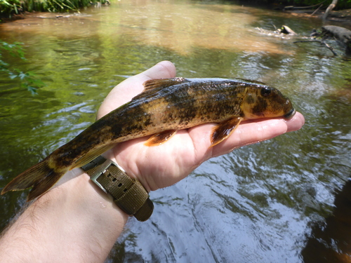 Noordelijke varkenszuiger (Hypentelium nigricans) — Catostomidae — 2