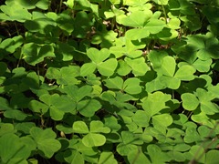 Oxalis