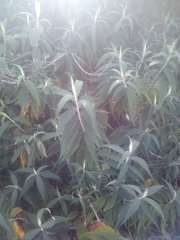 Buddleja globosa