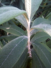 Buddleja globosa