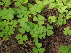 Oxalis