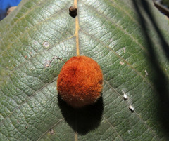 Striatoandricus nievesaldreyi