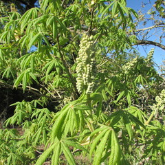 Aesculus glabra arguta