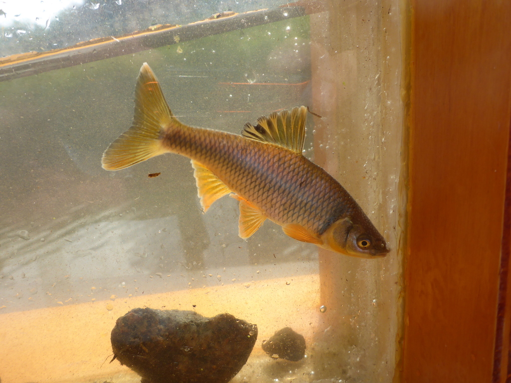Spotfin shiner (Cyprinella spiloptera) — Cyprinidae