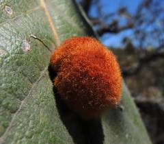 Striatoandricus nievesaldreyi