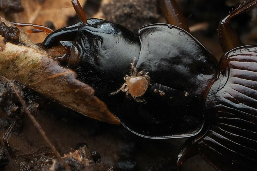 Micromegistus gourlayi
