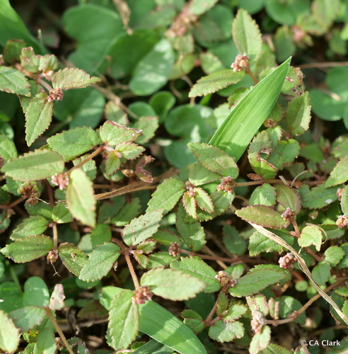 Euphorbia ophthalmica, 2023-12-08