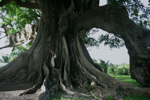 Ceiba pentandra