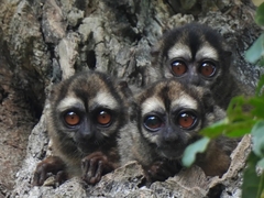Gray-Handed Night Monkey photo 2