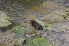 Butorides virescens image