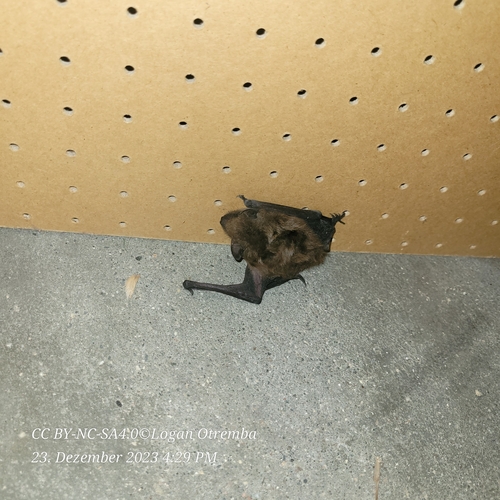 Big Brown Bat photographed in North Dakota