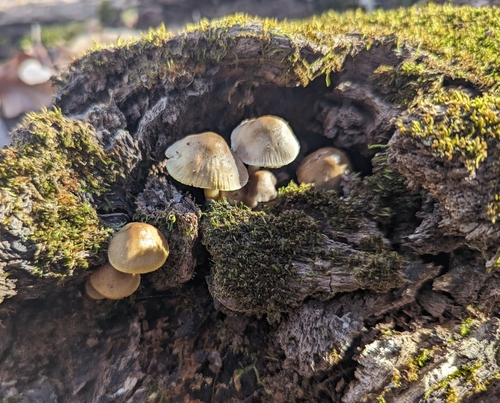 Mycena