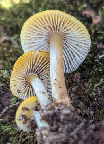 Mycena (Photo 2 of 3)