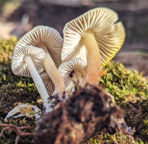 Mycena (Photo 3 of 3)