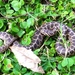 Ocellated Pampas Snake - Photo (c) Santiago, some rights reserved (CC BY-NC), uploaded by Santiago