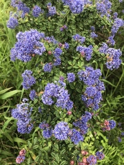 Ceanothus impressus