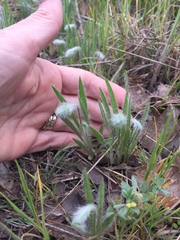 Plantago helleri