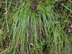 Festuca californica
