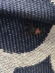 Amphasia interstitialis