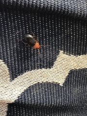 Amphasia interstitialis