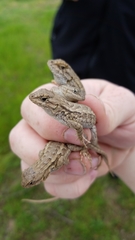 Sceloporus occidentalis