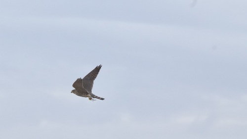 iNaturalist observation photo of Merlin